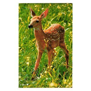 Vintage Postcard Fawn White Tailed Deer Doe Spotted Animal Nature Stamped Flower